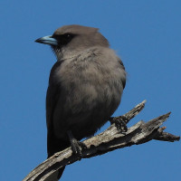 Black-faced Woodswallow